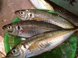 Ставрида Атлантическая, Португалия, размер 60-100 гр. , 1 кг