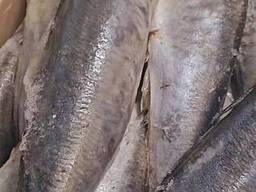 Ставрида рыба 800+ Перу