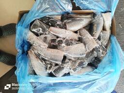 Ставрида 300-500 Б/Г Camanchaca Чілі