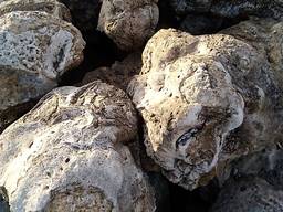 Степняк Черепаха