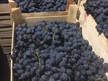 Столовый виноград - фото 1