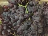 Столовый виноград - фото 3