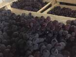 Продам столовый виноград - фото 3