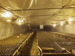 Стратегічний агроактив 2000 га на кордоні ЄС (Угорщина/Румунія)