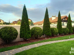 Стрижка туй