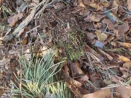 Субстрат для лохини