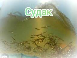 Судак. Рыбка. Хищник. Личинка.