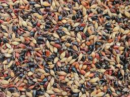 Суданская трава