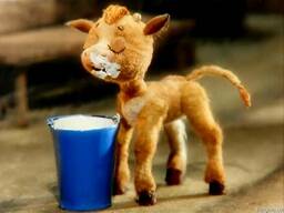 Сухое молоко Лактофит-ТП Экстра для телят, поросят