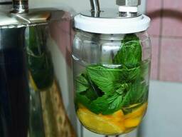 Сухопарник стеклянный.