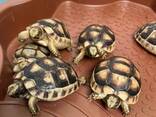 Сухопутная балканская, среднеазиатская, шпороносная черепаха - фото 3