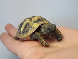 Сухопутная окаймленная черепаха, зубчатая черепаха ручная, маленькая ручная черепашка в те