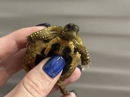 Сухопутная маленька черепашка , черепаха домашня травоїдна