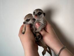 Сурікатики чудові ручні дуже соціальні малюки