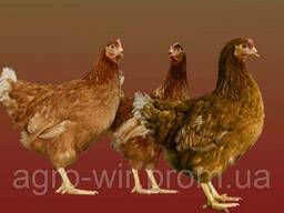 Подрощена курочка породи Ломан Браун 100 днів