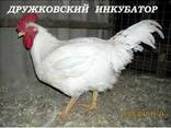 Суточные и подрощенные цыплята бройлера - фото 1