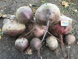 Свекла столовая