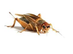 Сверчок Банановый (Gryllus assimilis)