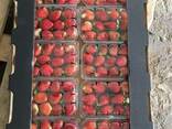Свежая клубника Fresh Strawberry - фото 1
