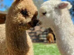 Свійські копитні декоративні тварини, гарненькі для господарства