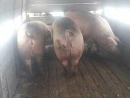 Свиньи, свиноматки от 41 грн