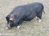 Мясо вьетнамских свиней Киев - фото 1