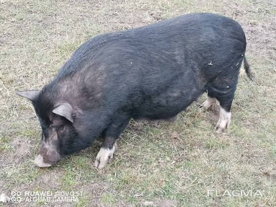 Мясо вьетнамских свиней Киев