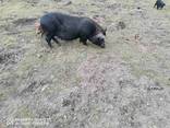 Мясо вьетнамских свиней Киев - фото 3