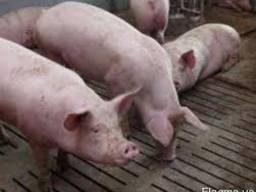 Свинина живым весом срочно продам .