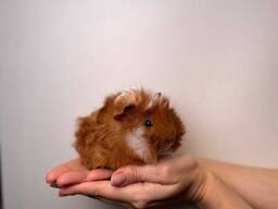 Свинки породистые Тедди, коронет, мерино и другие морские свинушки