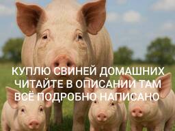 Свинья Домашняя