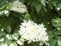 Свіжий цвіт бузини