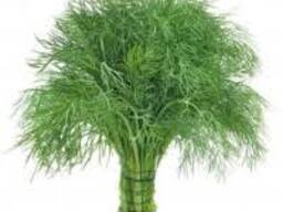 Свіжий, зелений кріп, відправлення відразу з грядки