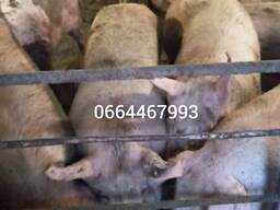 Свині м'ясної породи живою вагою 200-220 кг