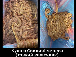Свинячі кишки (тонкий кишечник) нечищений