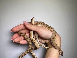 Носаті карликові змійки, карликова свиноноса змія