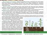 Сидерати-Суміші насіння однорічних трав (мікс)- Покривні культури- Добрива - фото 1