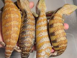 Синьоязикі сцинки /Tiliqua scincoides intermedia. Малюки.