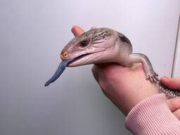 Синьоязикий сцинк, синьоязика ящірка, ручна ящірка