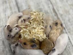 Сирійські хом'яки різних окрасів