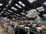 Системи охолодження та вентиляції корівників - фото 2