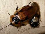 Таракан Блаберус Blaberus - фото 1