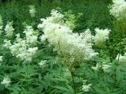 Таволга цвет и лист (лабазник вязолистный) 50 грамм