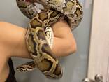 Темный тигровый питон нормал, ручные питоны подростки тиграши - фото 2