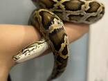 Темный тигровый питон нормал, ручные питоны подростки тиграши - фото 3