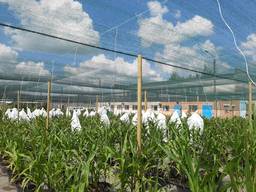 Теневая сетка - тенёвки, накрытия агроплощадок