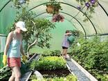 Парник арочний 3х2х2 м Holla Garden 6м² Польща з армованою плівкою UV-4 та 6 вікнами - фото 1
