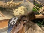 Синеязыкий сцинк, ручная домашняя ящерица с синим языком - фото 3