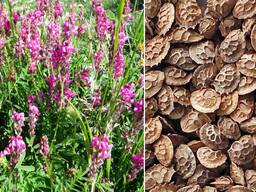 ТЕРМІНОВО! куплю насіння еспарцету на експорт