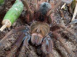 Theraphosa Apophysis L1